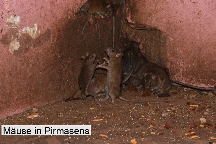 Mäuse in Pirmasens